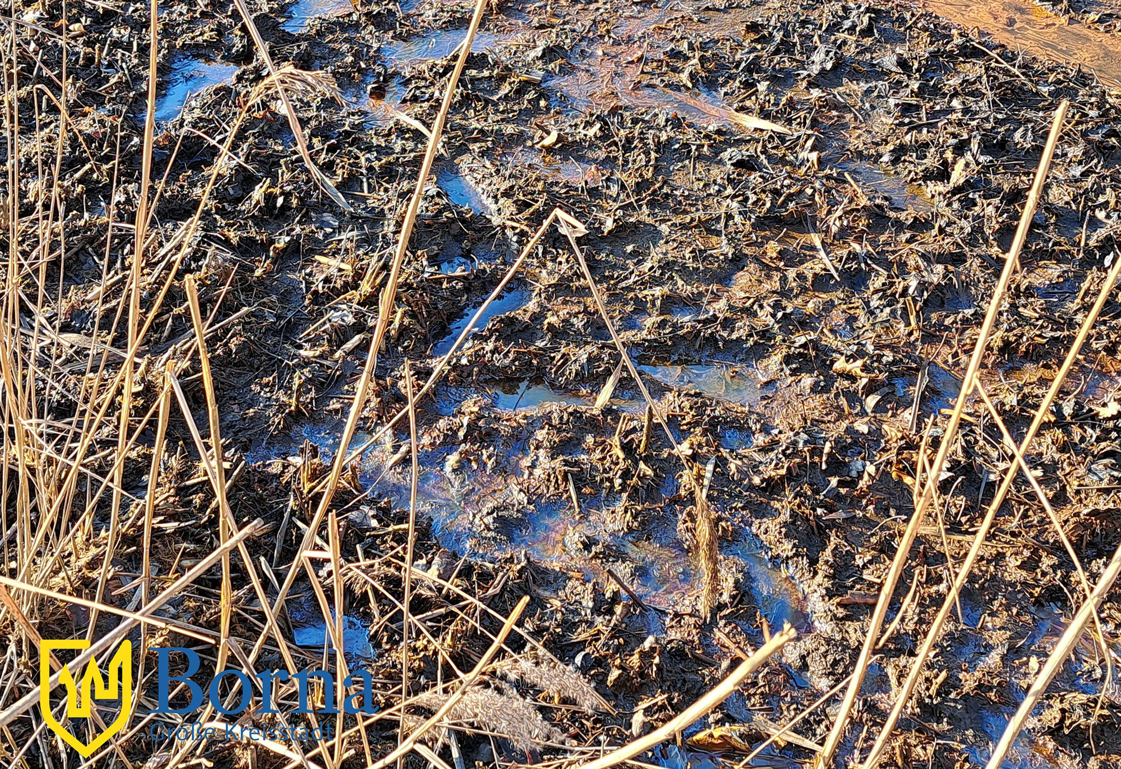 Schillernde Wasseroberfläche am Breiten Teich: Alarm oder Entwarnung?